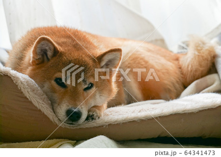 家でくつろぐ柴犬 64341473
