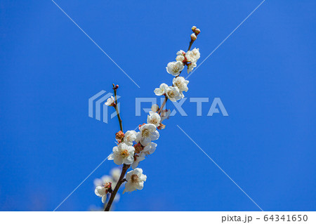 梅の花 池上梅園 梅の花 池上梅園 64341650