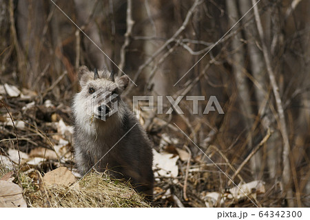 ニホンカモシカ カモシカ 野生動物 特別天然記念物 動物 自然 群馬の写真素材