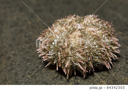 バフンウニ バフンウニ 64342303