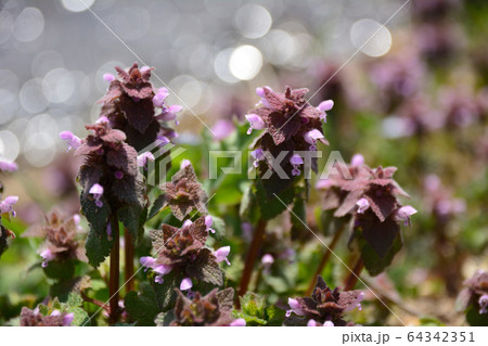 ヒメオドリコソウ 64342351