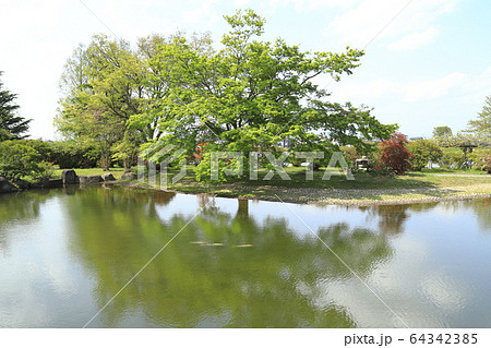 館林市つつじが岡公園　コイが泳ぐ池と映り込み　 64342385