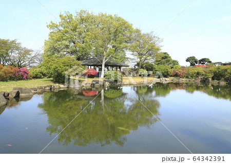 館林市つつじが岡公園 コイが泳ぐ池と映り込み 館林市つつじが岡公園 コイが泳ぐ池と映り込み 64342391