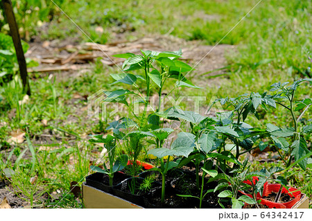 たくさんの野菜の苗 たくさんの野菜の苗 64342417