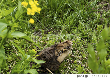 イノシシの死体 イノシシ 野生動物 猪 白骨 死体 骨 動物 シシ 自然 死の写真素材