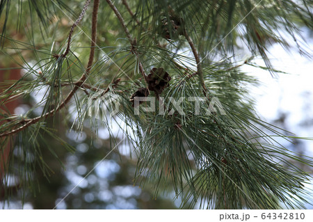 松の木 64342810