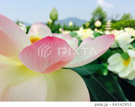 蓮 開花 春 64342953