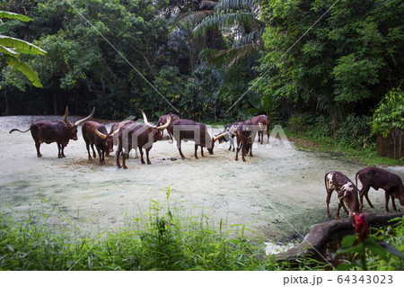 ナイトサファリ01 64343023