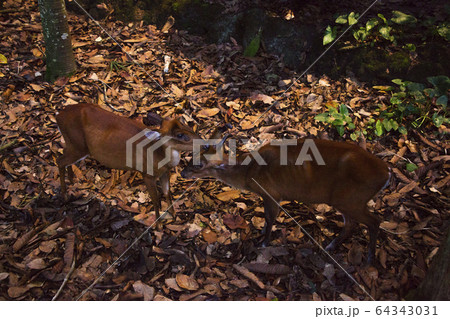 ナイトサファリ08 64343031