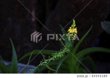 フラワードーム18 64343189