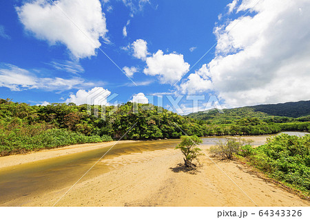 吹通川ヒルギ群落01 吹通川ヒルギ群落01 64343326