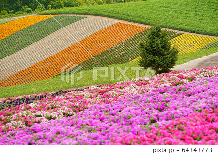 北海道の花畑 北海道の花畑 64343773