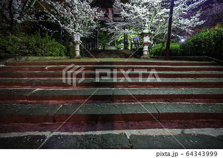 夜桜 夜桜 64343999