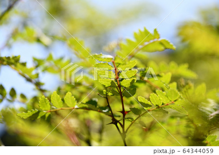 山椒の若葉 山椒の若葉 64344059