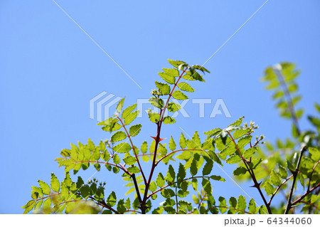 山椒の若葉 64344060