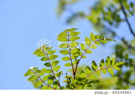 山椒の若葉 山椒の若葉 64344061