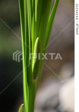 ショウブの花 64344250