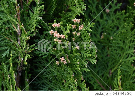 コノテガシワの雄花の写真素材