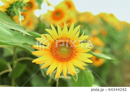 ひまわり 64344292