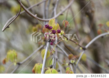 アケビの花 アケビの花 64344320