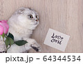 A gorgeous white Scottish fold cat loving for valentines days 64344534