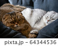 Adorable Scottish fold cats laying on a sofa 64344536