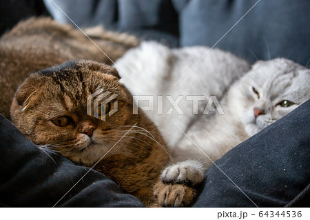 Adorable Scottish fold cats laying on a sofa 64344536