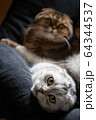 Adorable Scottish fold cats laying on a sofa 64344537