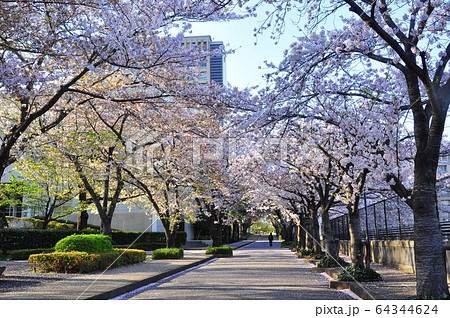 神奈川県藤沢市　日本大学生物資源科学部の桜並木と本館 64344624