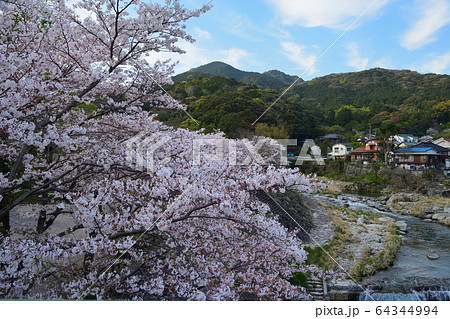 仁比山公園の桜 64344994