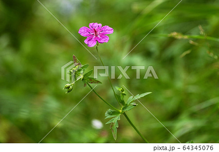 アサマフウロ 64345076