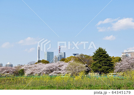 春の息吹 春の息吹 64345179