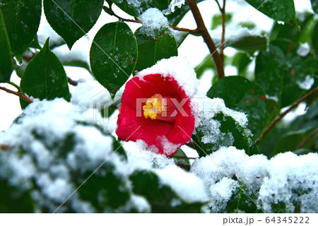 雪椿 雪椿 64345222
