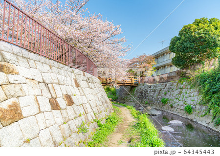 日本の春 神奈川県川崎 二ヶ領本川沿いの桜並木(生田・登戸周辺) 日本の春 神奈川県川崎 二ヶ領本川沿いの桜並木(生田・登戸周辺) 64345443