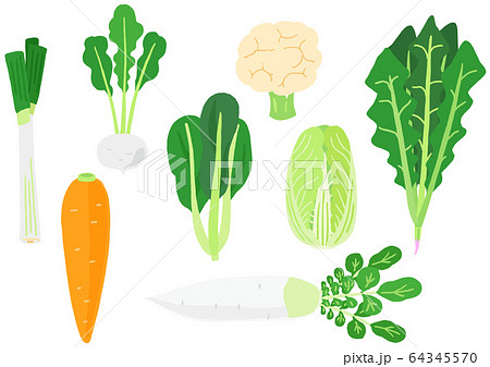 冬野菜のセットのイラスト素材