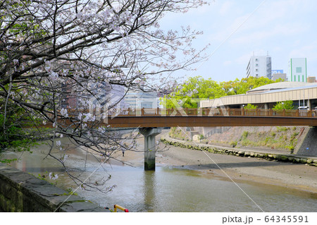 甲突川にある橋と桜 甲突川にある橋と桜 64345591
