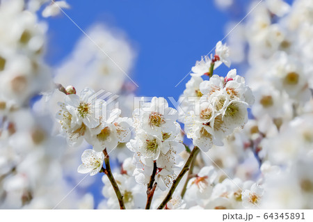梅の花 梅の花 64345891