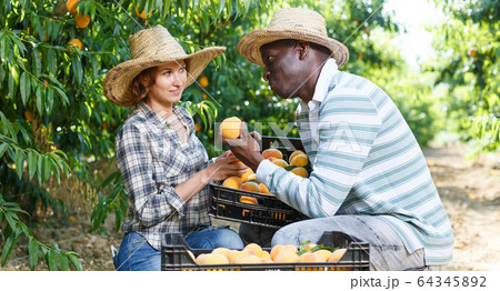 Couple harvesting peaches Couple harvesting peaches 64345892