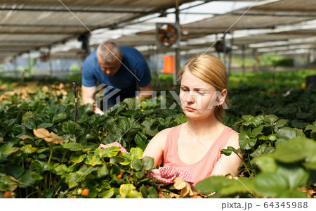 Woman with husband checking strawberries 64345988