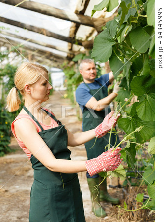 Female with husband cultivating zucchini Female with husband cultivating zucchini 64345995