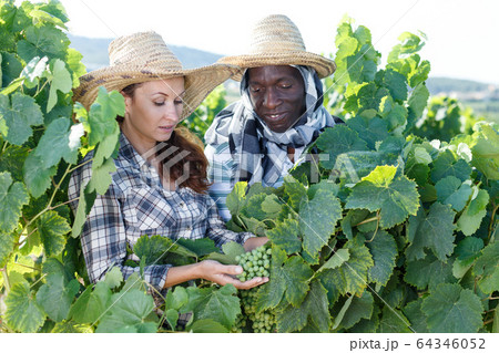 Winemakers checking grapes quality Winemakers checking grapes quality 64346052