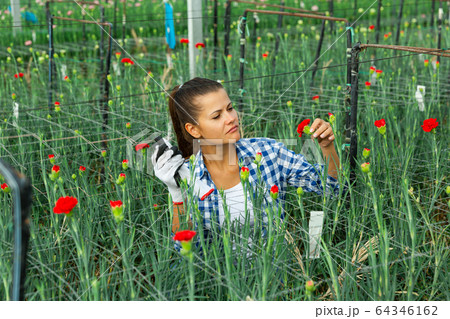Young woman gardening red carnation flowers indoors Young woman gardening red carnation flowers indoors 64346162