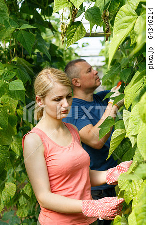 Couple of gardeners attentively working with soy seedlings Couple of gardeners attentively working with soy seedlings 64346214