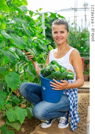 Farmer girl picks cucumbers in a bucket in the garden 64346221
