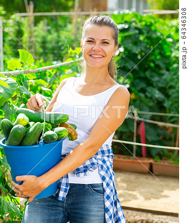 Farmer girl picks cucumbers in a bucket in the garden 64346308