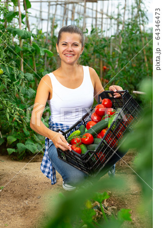 Joyful woman harvesting vegetables in a box 64346473