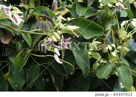 ムベの花 ムベの花 64347015