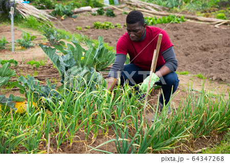 African american man gardener with mattock working in garden African american man gardener with mattock working in garden 64347268