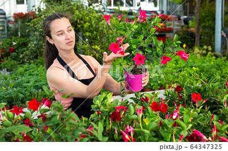 Portrait of joyful female florist with Dipladenia (Mandevilla) in hands on plantation in greenhouse Portrait of joyful female florist with Dipladenia (Mandevilla) in hands on plantation in greenhouse 64347325