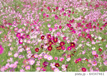 コスモスの花畑 64347461